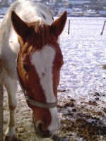 /album/klisny/imag0156-jpg/