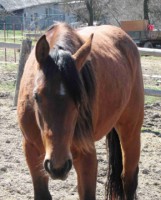 /album/klisny/img-0239-jpg/